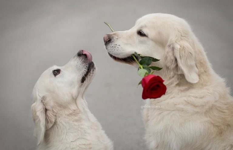 CANI_BELLISSIMI