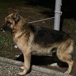 Cane-legato-Brindisi-1678214375208