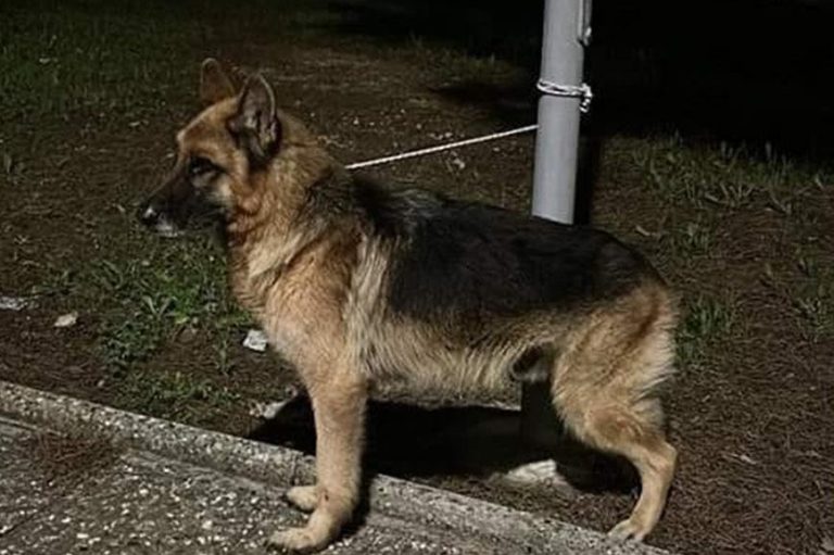 Cane-legato-Brindisi-1678214375208
